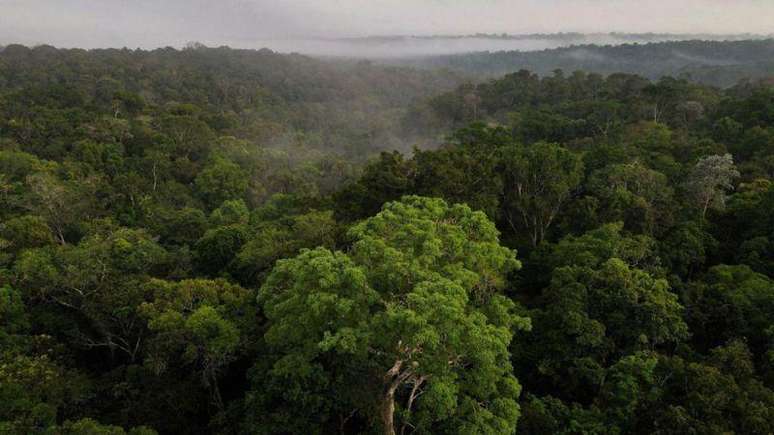 Taxas de desmatamento da Amazônia começaram a diminuir, segundo números oficiais