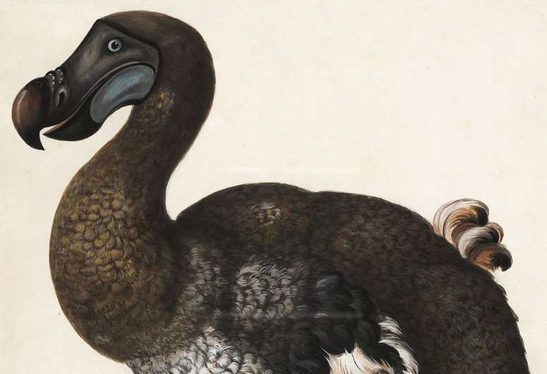 Missão de ressuscitar o dodô dá mais um passo rumo à realidade (Imagem: McGill Library/Unsplash)