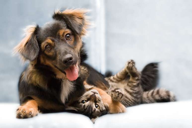 Adotar técnicas simples no dia a dia ajuda a prevenir as doenças renais nos pets