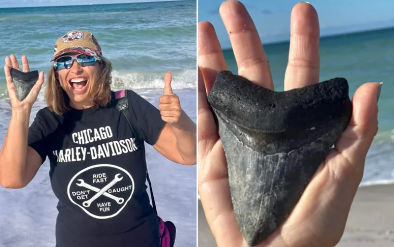 Mulher encontra dente de Megalodonte de 12 milhões de anos na praia da Flórida 