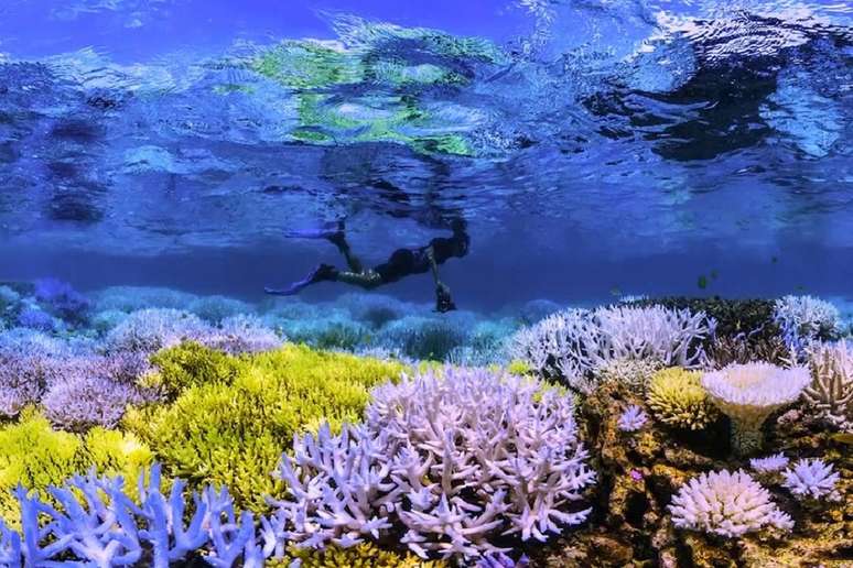 ‘Em Busca dos Corais’ retrata os desafios desses ecossistemas vitais em sobreviver com as mudanças climáticas 
