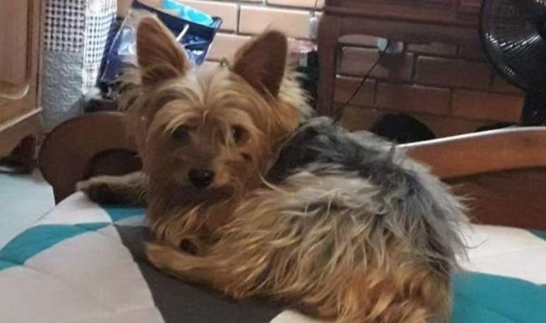  Flash, um Yorkshire de 13 anos, que havia sido erroneamente dado como morto