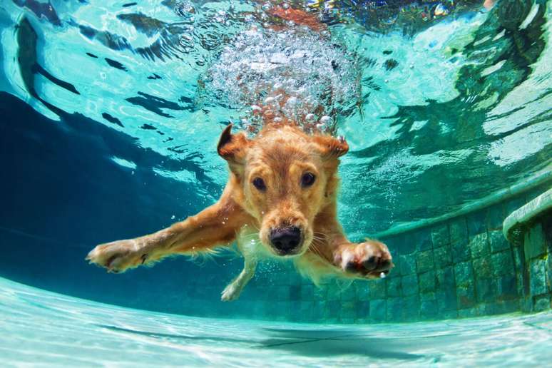 Nadar na piscina é uma atividade muito divertida para os cães, mas exige cuidados