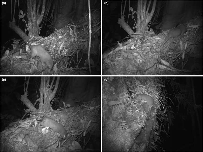 Primeiras imagens inéditas do rato gigante de Vangunu (Imagem: Lavery et al, 2023/Ecology and Evolution)