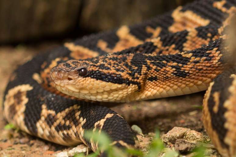 Cientistas investigam o veneno dae serpentes, incluindo a surucucu, em busca de proteínas com efeitos medicinais (Imagem: Sávio Stefanini Sant' Anna/Instituto Butantan)