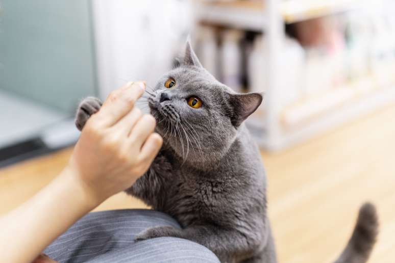 Alguns aromas específicos podem causar desconforto e até mesmo prejudicar a saúde dos gatos