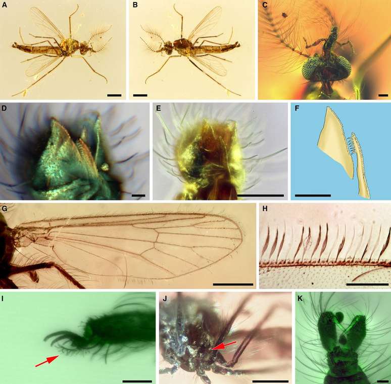 Alguns closes no mosquito preservado do início do Período Cretáceo, de 125 milhões de anos atrás, preso em âmbar (Imagem: Azar et al./Cretaceous Research)
