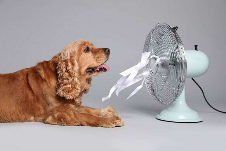 A respiração rápida e ofegante é um dos sinais mais comuns de que um cachorro está com calor