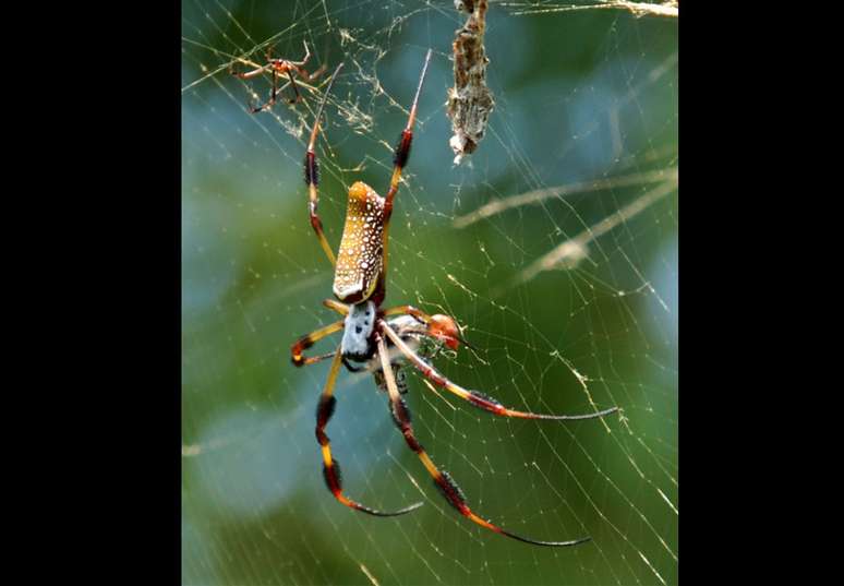 Aranha gigante "paraquedista" está invadindo os EUA