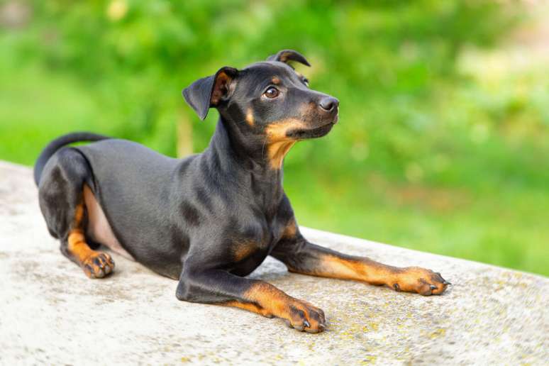 Gru pode ser um ótimo nome para um pinscher carismático 