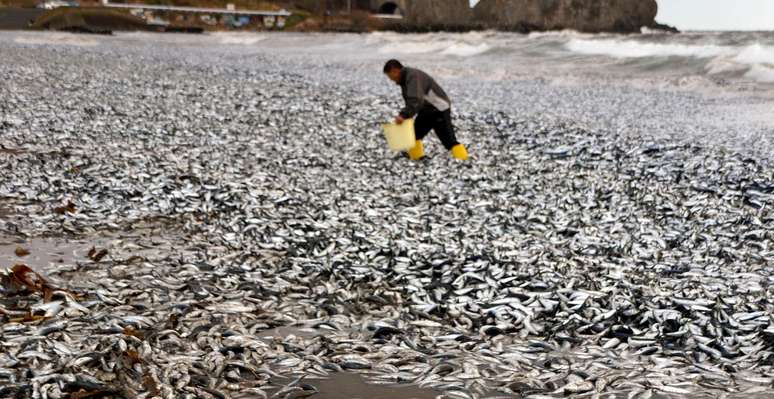Peixes mortos encalham e cobrem praia ao Norte do Japão