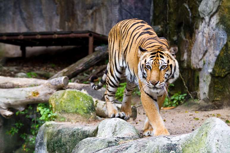 Tigre em uma gaiola de um zoológico se exibindo para os visitantes. 