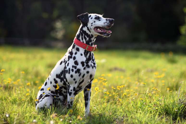 A pelagem do dálmata ajuda a refletir a luz solar e mantém o cão mais fresco 