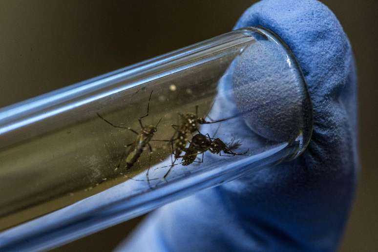 Velho conhecido dos brasileiros, o Aedes aegypti pode se proliferar ainda mais com condições trazidas pelas mudanças climáticas