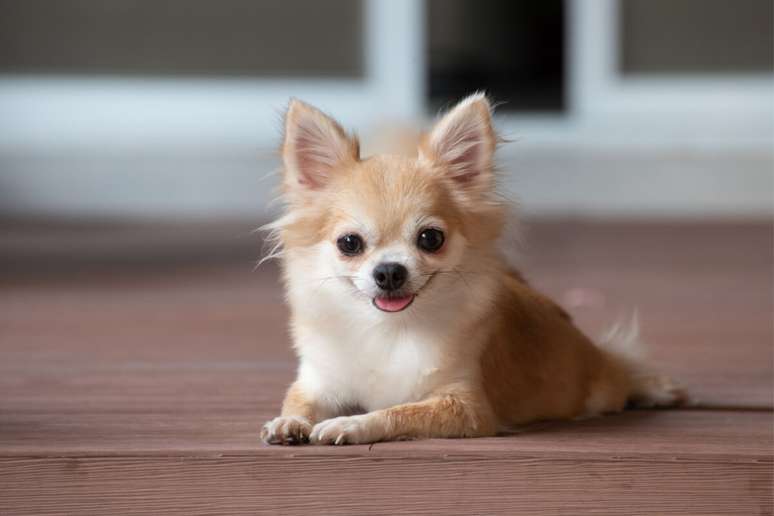 O chihuahua tem uma estrutura corporal que o ajuda a dissipar o calor 