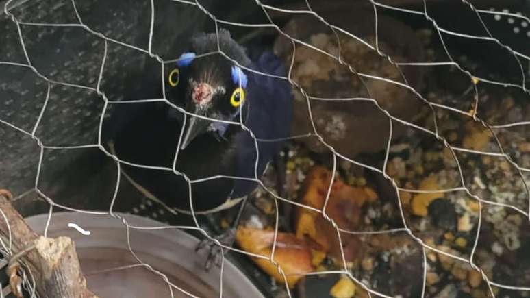The Argentine was arrested in Campo Grande after being caught with trapped birds