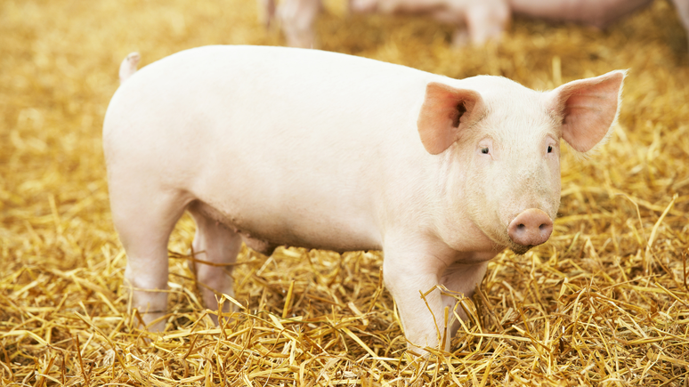 O porco é um dos animais mais inteligentes do mundo