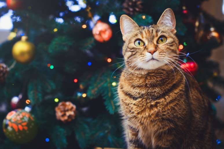 To prevent your cat from destroying Christmas decorations, use natural repellents. 