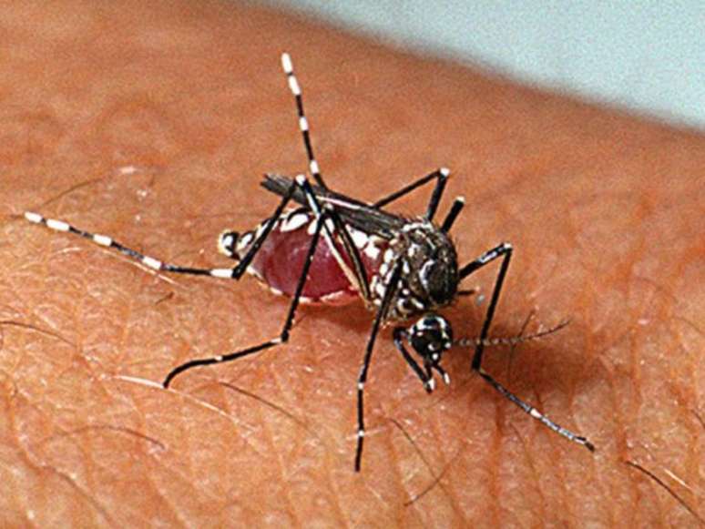 Mosquito transmissor da dengue.