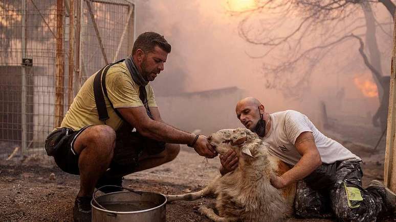 Dois voluntários dão água a uma ovelha resgatada de um incêndio florestal na Grécia