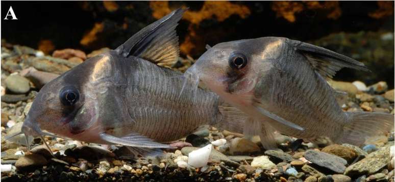 Cientistas ingleses descobrem nova espécie de peixe bagre no Brasil