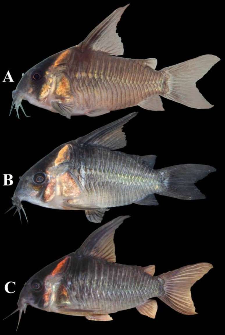 Cientistas mostram a mudança na coloração do peixe 