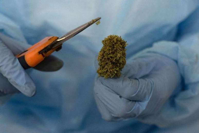 Sete em cada 10 usu&aacute;rios registrados no Uruguai compram a cannabis em farm&aacute;cias.