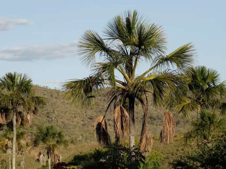 A imagem mostra a vista do cerrado na Comunidade quilombola Kalunga do Engenho II, uma das áreas quilombolas preservadas