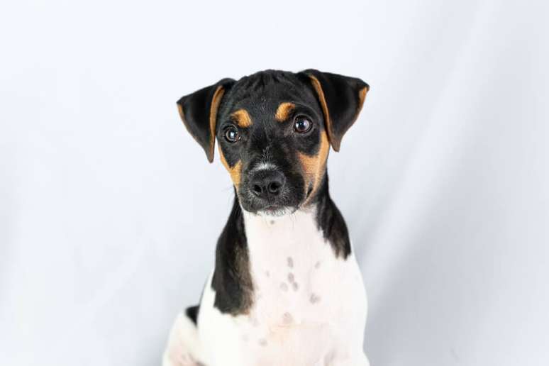 Os fox terriers s&atilde;o excelentes ca&ccedil;adores e podem latir bastante devido ao instinto 