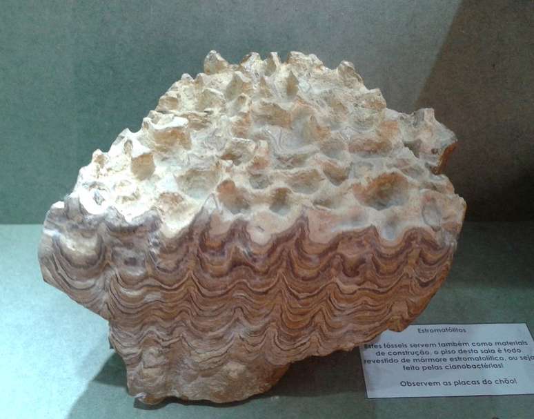 Os estromatólitos podem ter sido a primeira forma de vida a ser preservada em fósseis, com 3,5 bilhões de anos — eles são aglomerados de bactérias que formam rochas, como este exemplar do Museu da UFRJ (Imagem: Acervo do Museu Nacional/UFRJ/CC-BY-4.0)