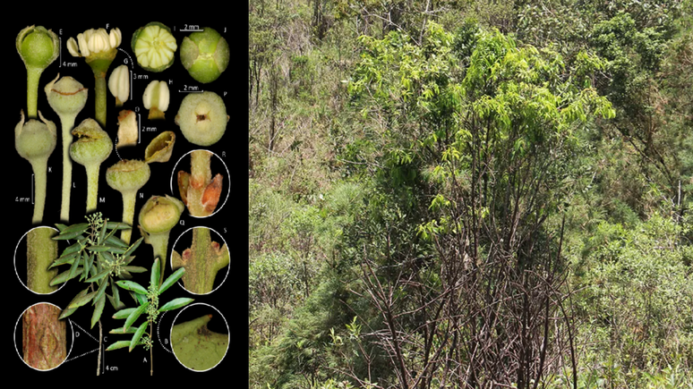 Pesquisadores descobrem nova espécie de árvore em parque estadual em Ouro Preto