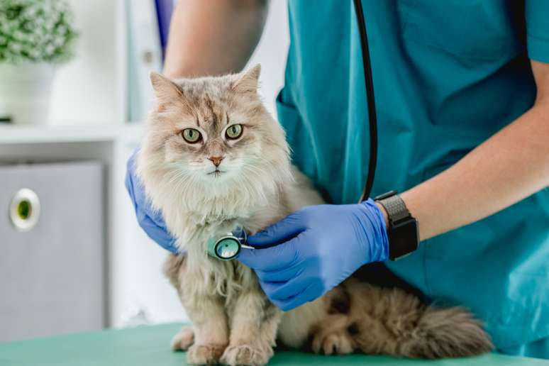 Visitas ao veterinário são essenciais para identificar se há algum problema com o pet 