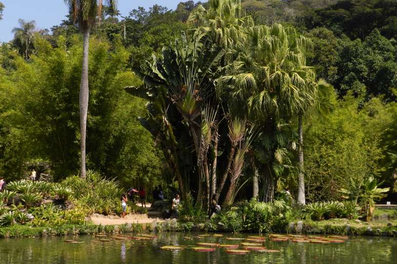 O Jardim Botânico do Rio de Janeiro é reconhecido pela exuberância de suas coleções de plantas e pela beleza de suas paisagens 