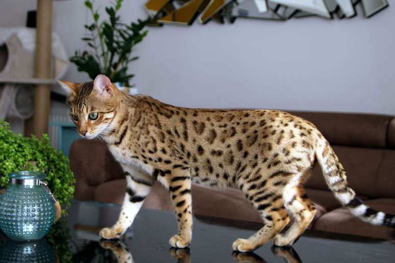 O gato bengal se parece com um leopardo