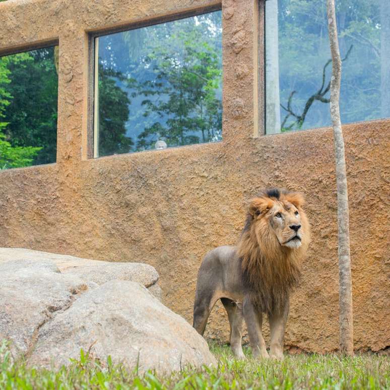 Simba completou 15 anos de idade em dezembro de 2023