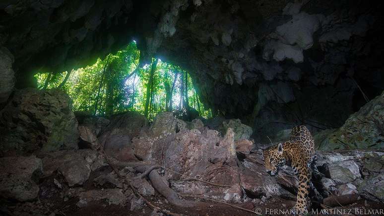 A onça-pintada é uma das espécies em risco de extinção na floresta por onde irá circular o Trem Maia