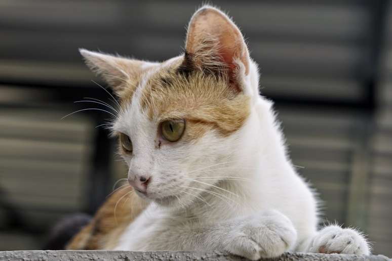 Gatos vira-latas são adaptáveis e afetuosos 