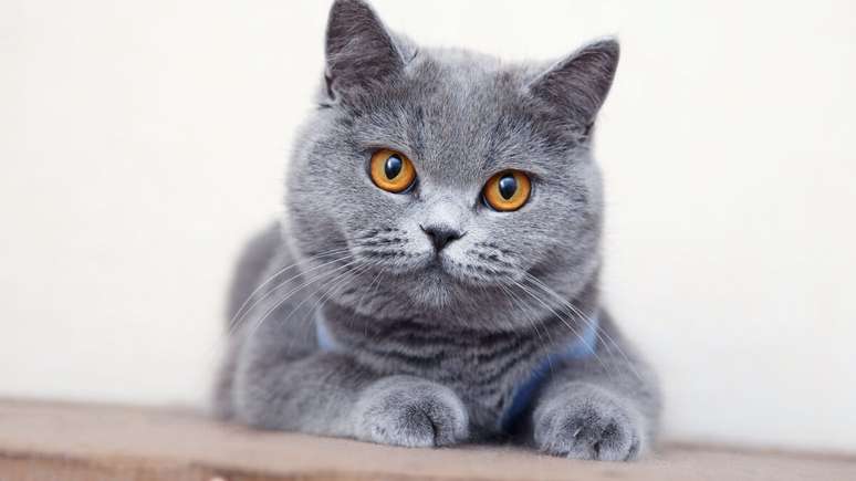 Gatos british shorthair costumam ser calmos e equilibrados 