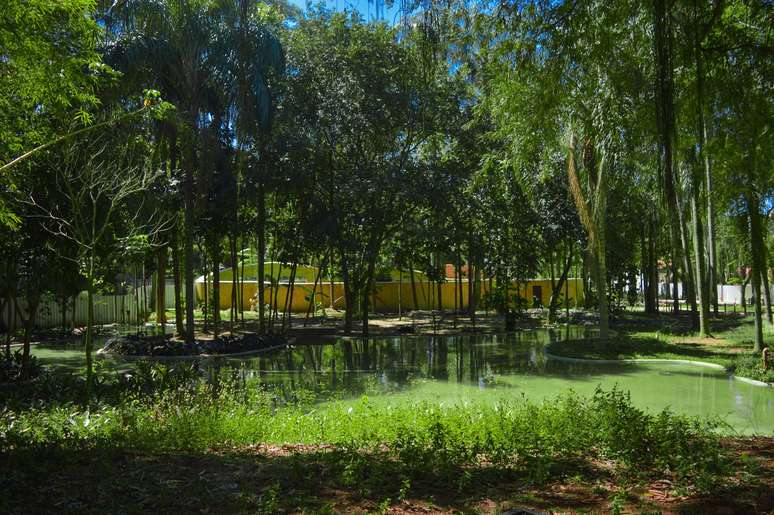 Vit&oacute;rias-r&eacute;gias e flamingos habitam o jardim projetado por Burle Marx