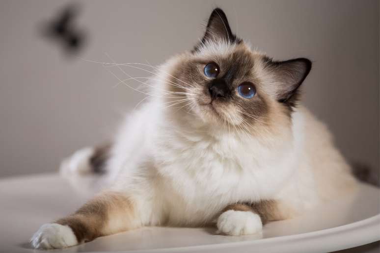 Gatos da raça birmanês gostam de participar das atividades da casa 