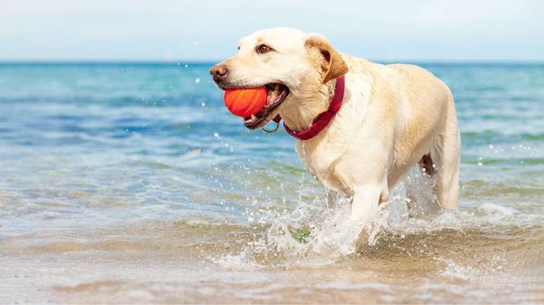 Ir à praia com seu cachorro vai ser muito divertido com essas dicas - Shutterstock