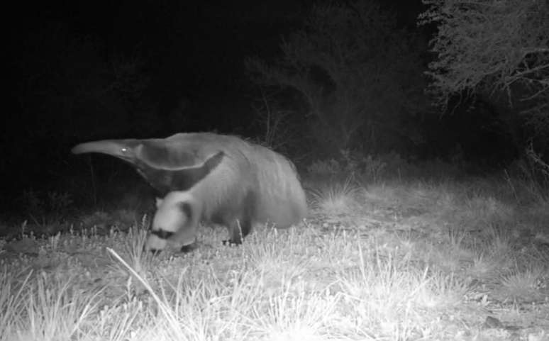 A primeira aparição do animal aconteceu em junho deste ano