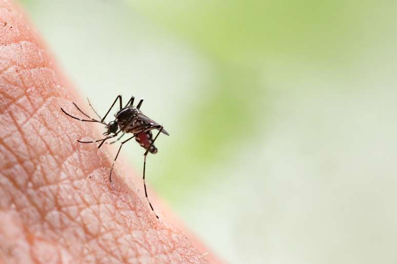 Mosquito Aedes aegypti, o transmissor da dengue
