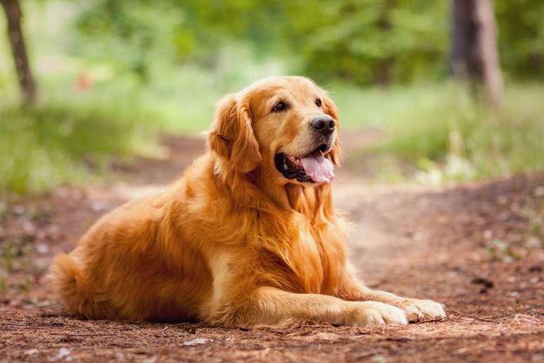 Cachorros da raça golden retriever são conhecidos pela inteligência e personalidade 