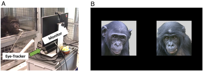 Experimento mostra que chimpanzés conseguem reconhecer rostos (Imagem: Waal et al, 2023/PNAS)