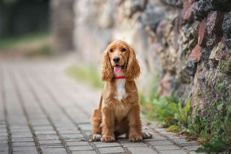 Os cachorros da raça cocker spaniel são alegres e brincalhões 