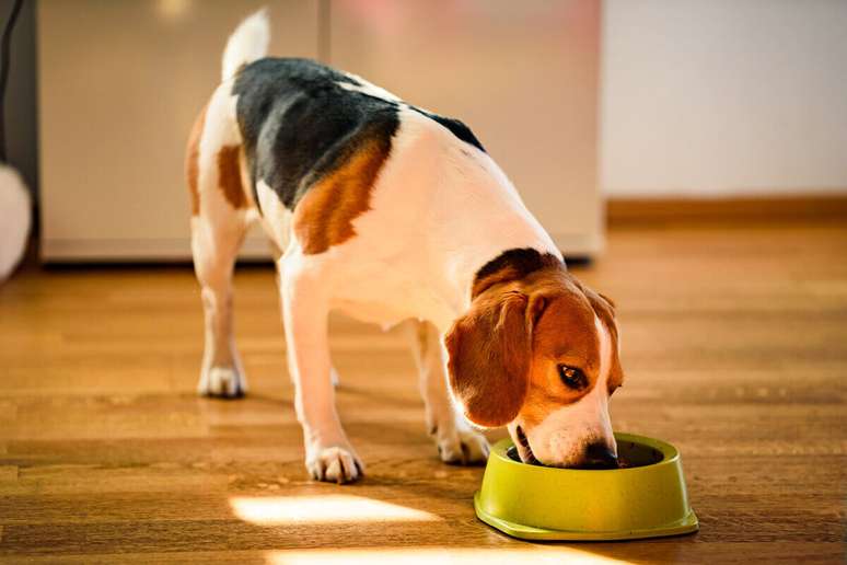 Cachorros da raça beagle são amigáveis e adoram brincar 