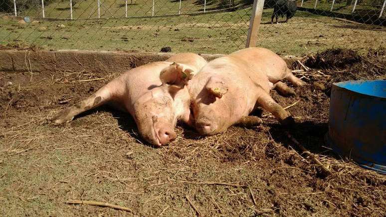 Foto de porcas felizes ao tomar banho de sol no Santuário Terra dos Bichos