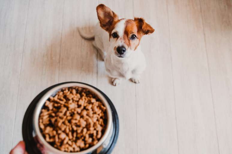 Seguir uma dieta equilibrada também é importante no pós-parto dos pets 