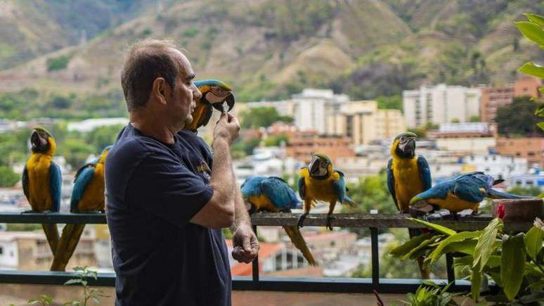 As araras continuam monitorando os céus de Caracas